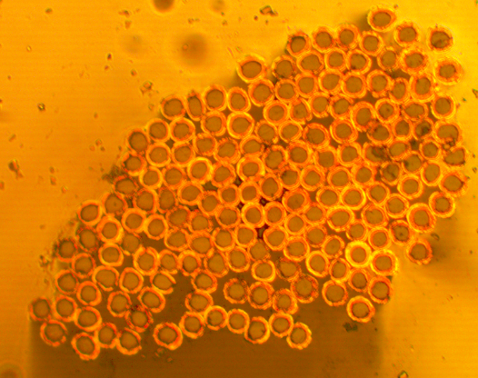 手慢無!一批特價(jià)鍍金屬纖維絲現(xiàn)貨直供,數(shù)量有限